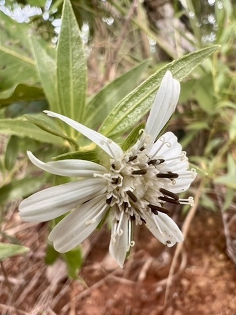 Wedelia leucoglossa photo 8