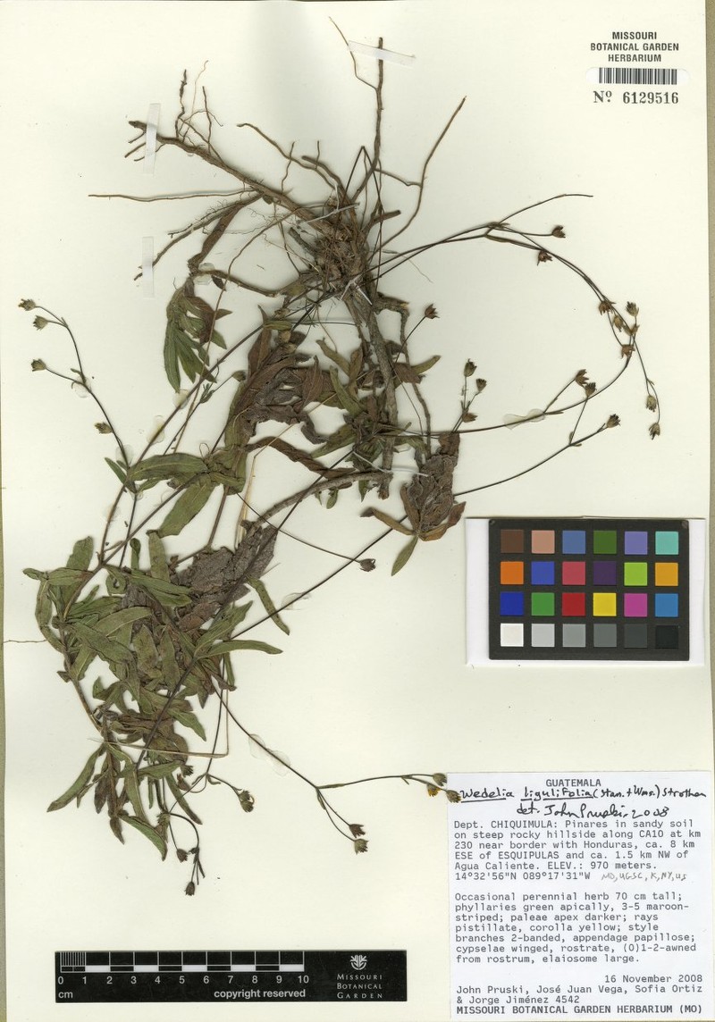 Wedelia ligulifolia