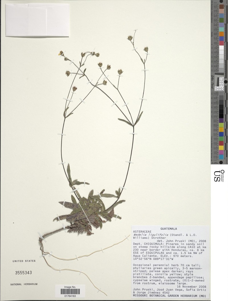 Wedelia ligulifolia photo 2