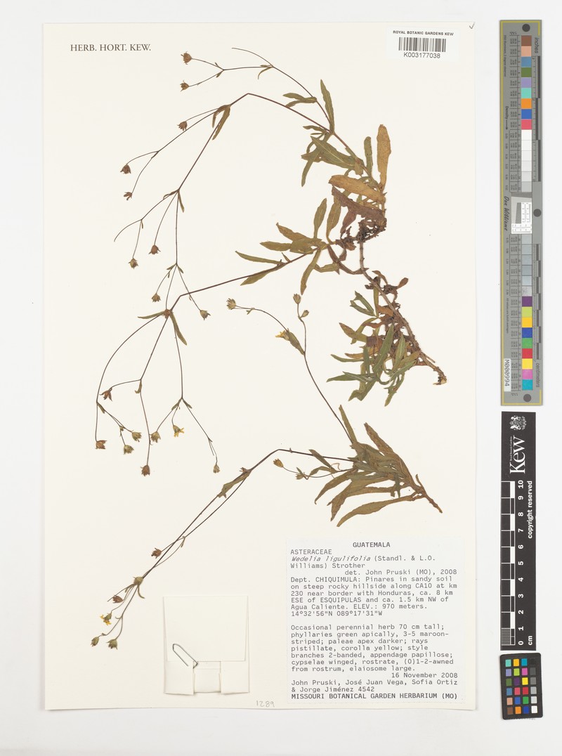 Wedelia ligulifolia photo 3