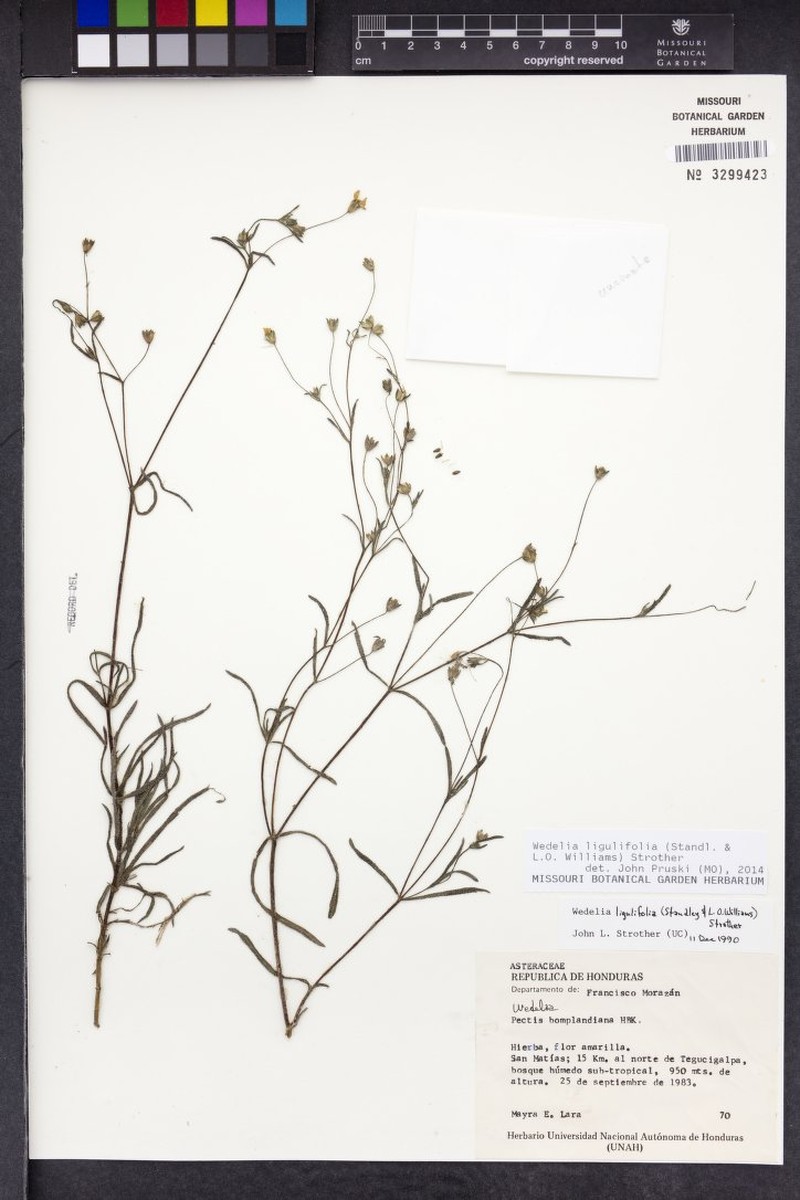 Wedelia ligulifolia photo 4