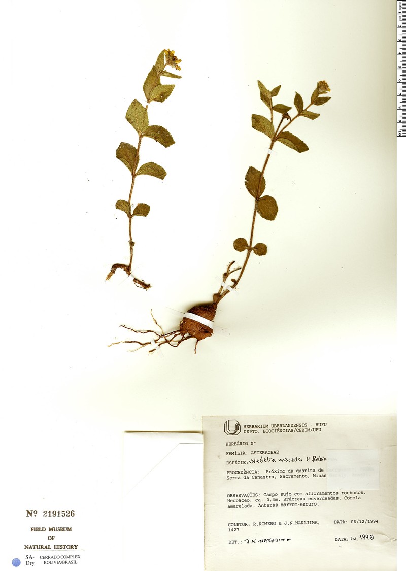 Wedelia macedoi
