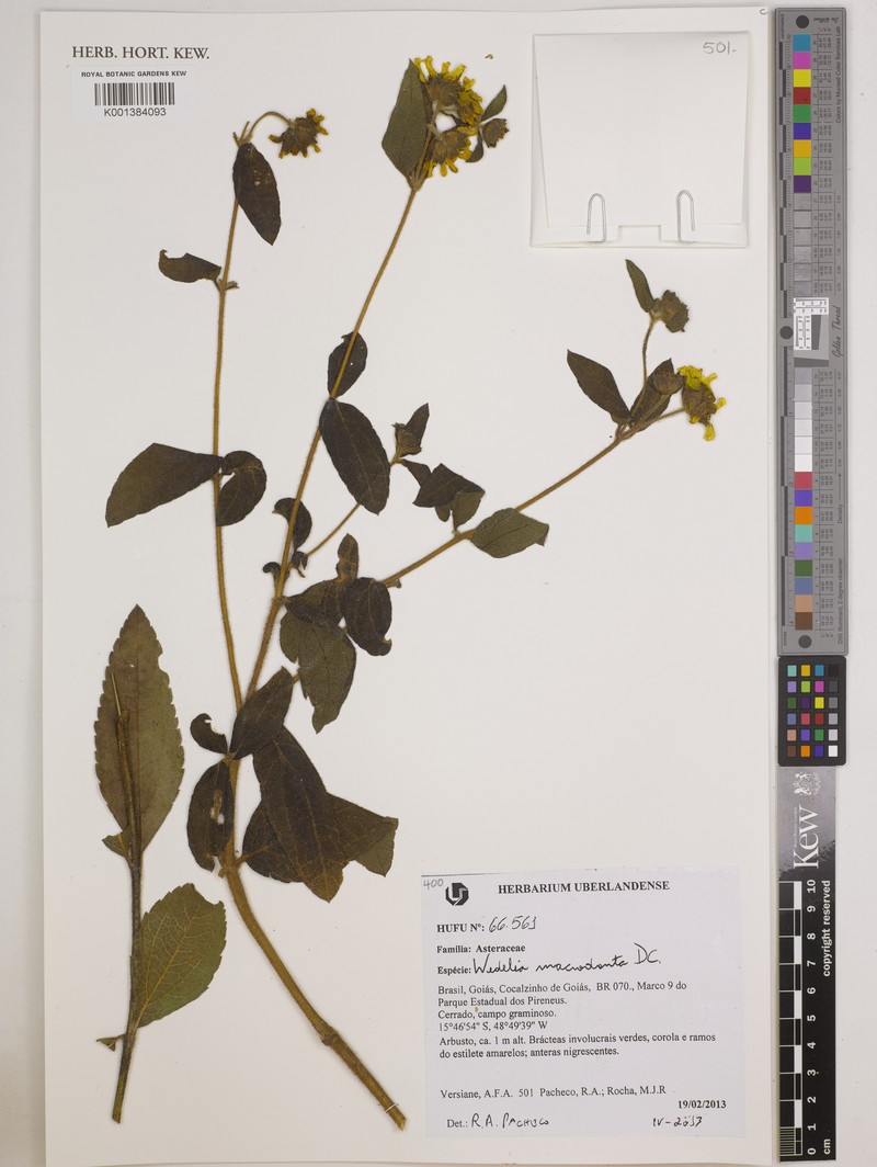 Wedelia macrodonta