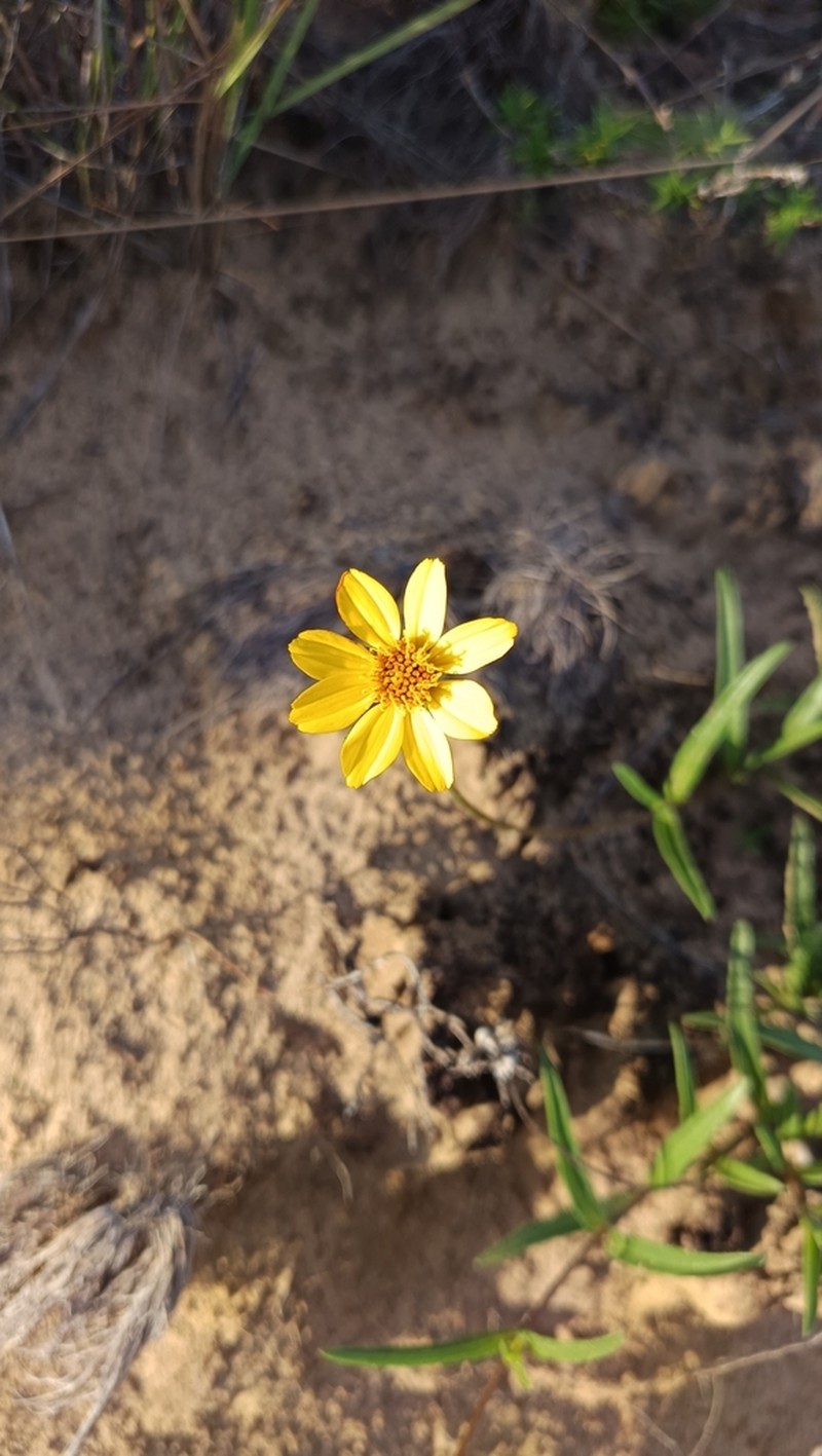 Wedelia martii