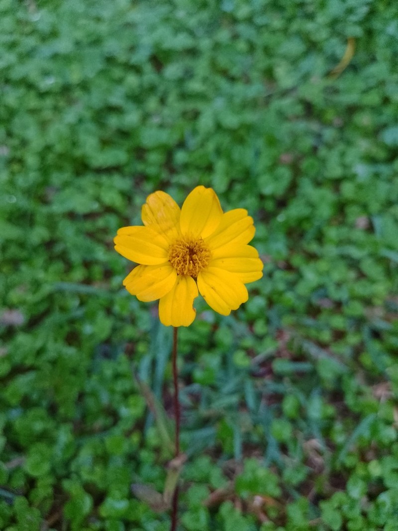 Wedelia martii photo 2