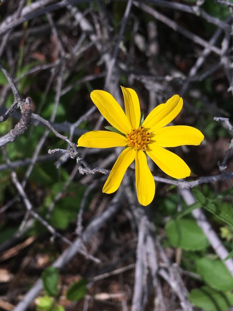 Wedelia martii photo 3