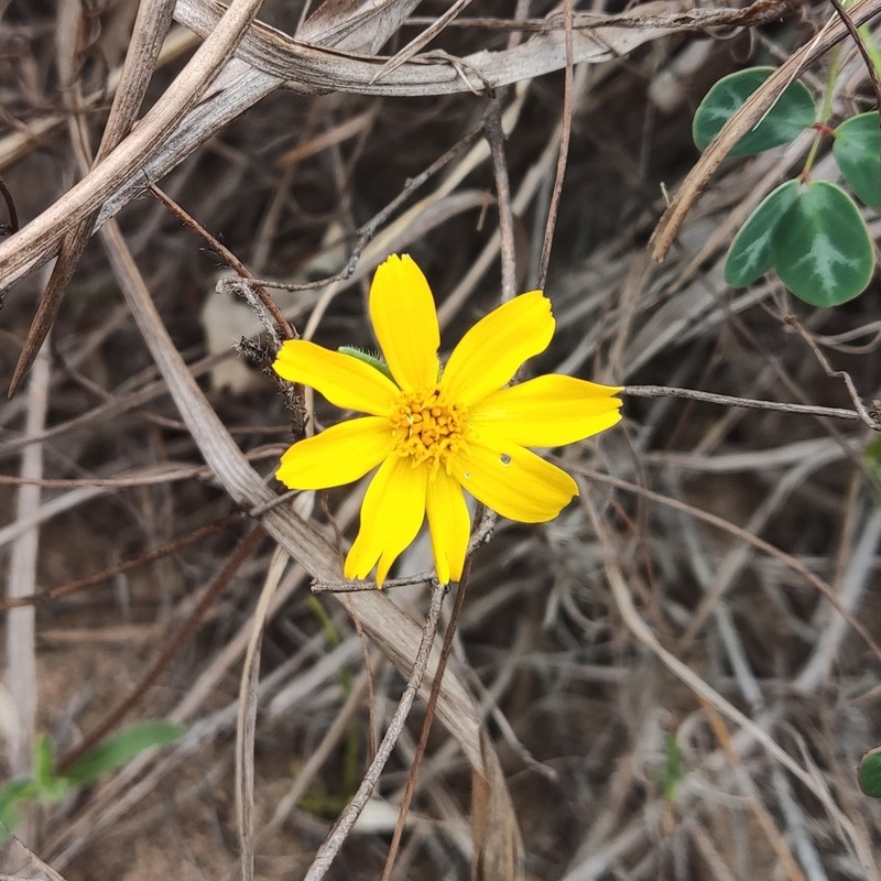 Wedelia martii photo 4