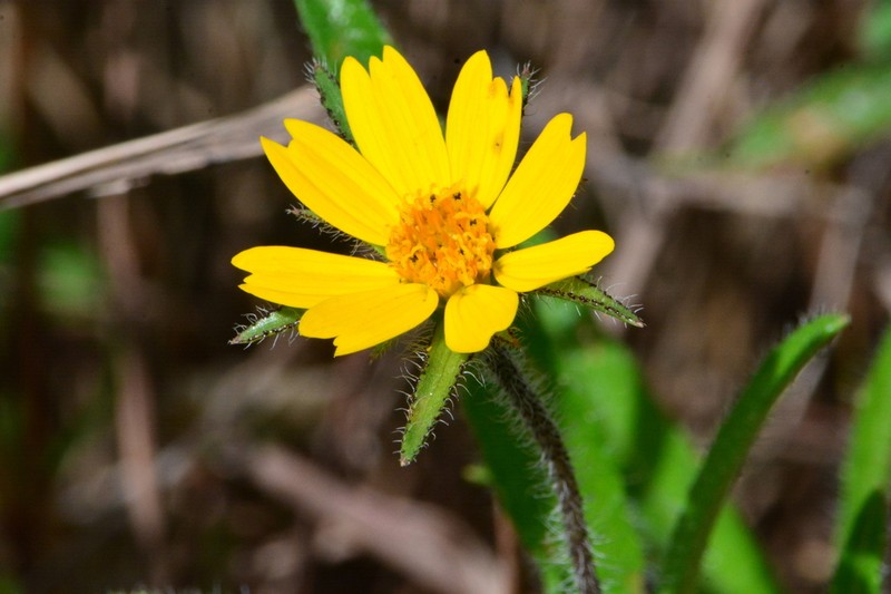 Wedelia martii photo 5
