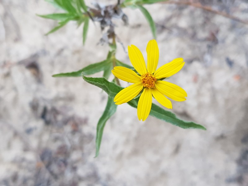 Wedelia martii photo 6