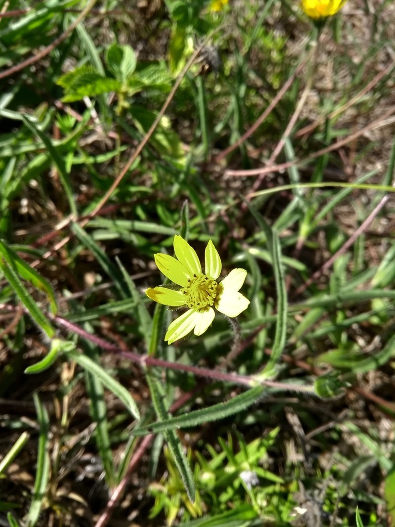 Wedelia martii photo 7