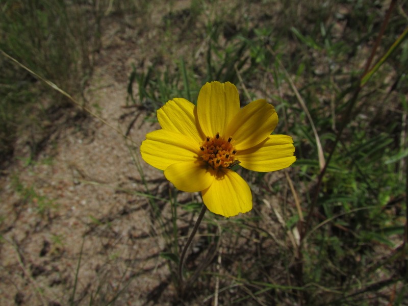 Wedelia martii photo 8