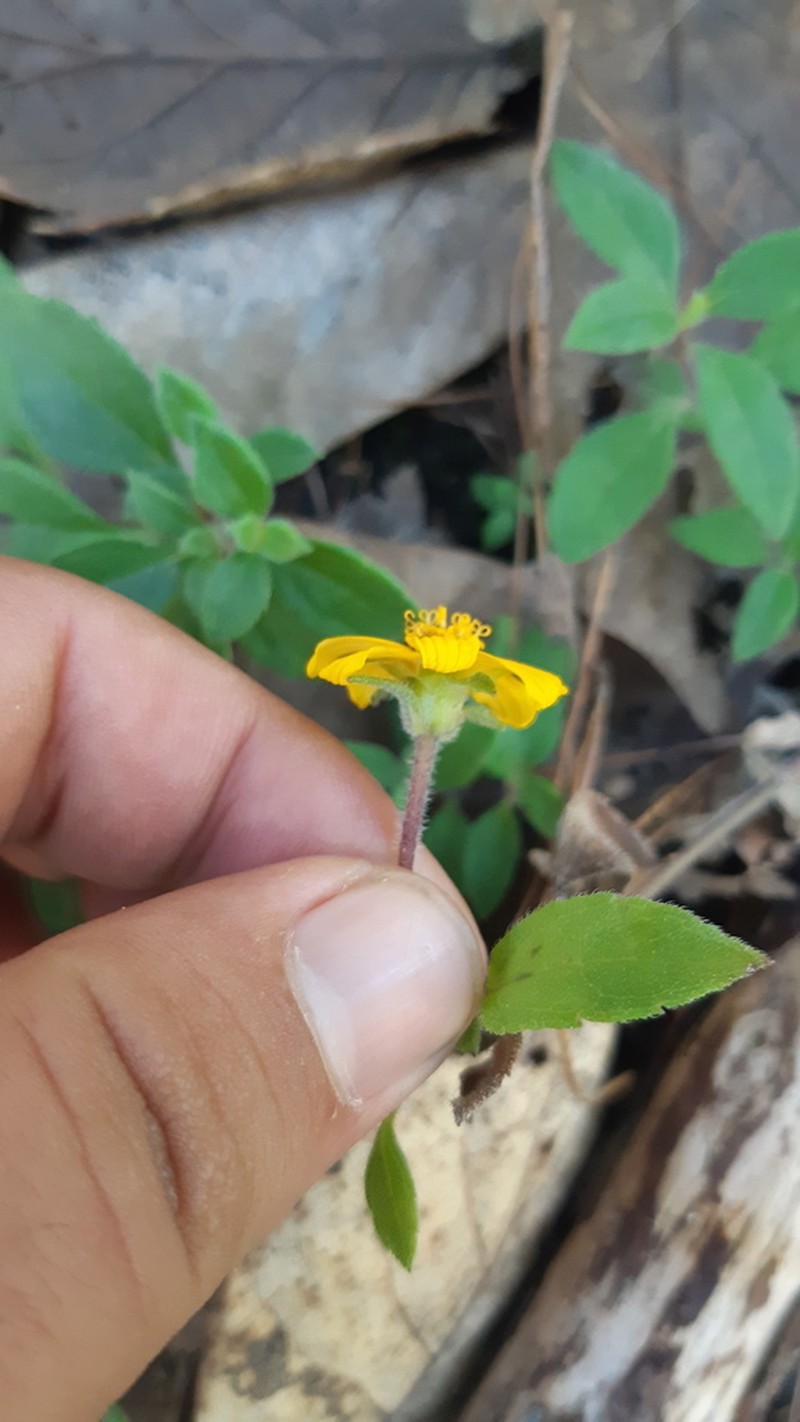 Wedelia mexicana