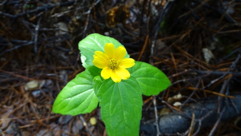 Wedelia mexicana photo 3