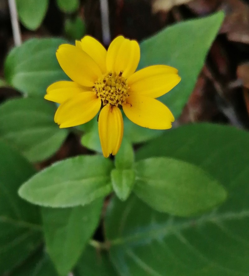Wedelia mexicana photo 6