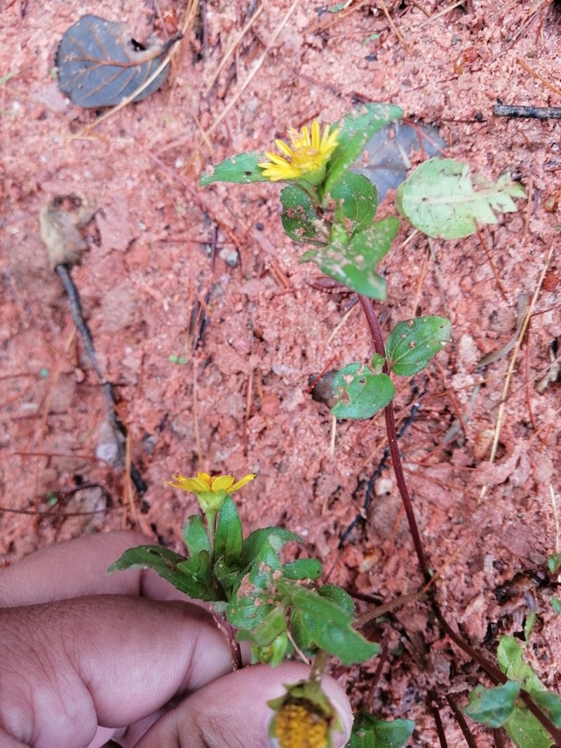 Wedelia mexicana photo 7