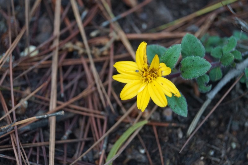 Wedelia mexicana photo 8