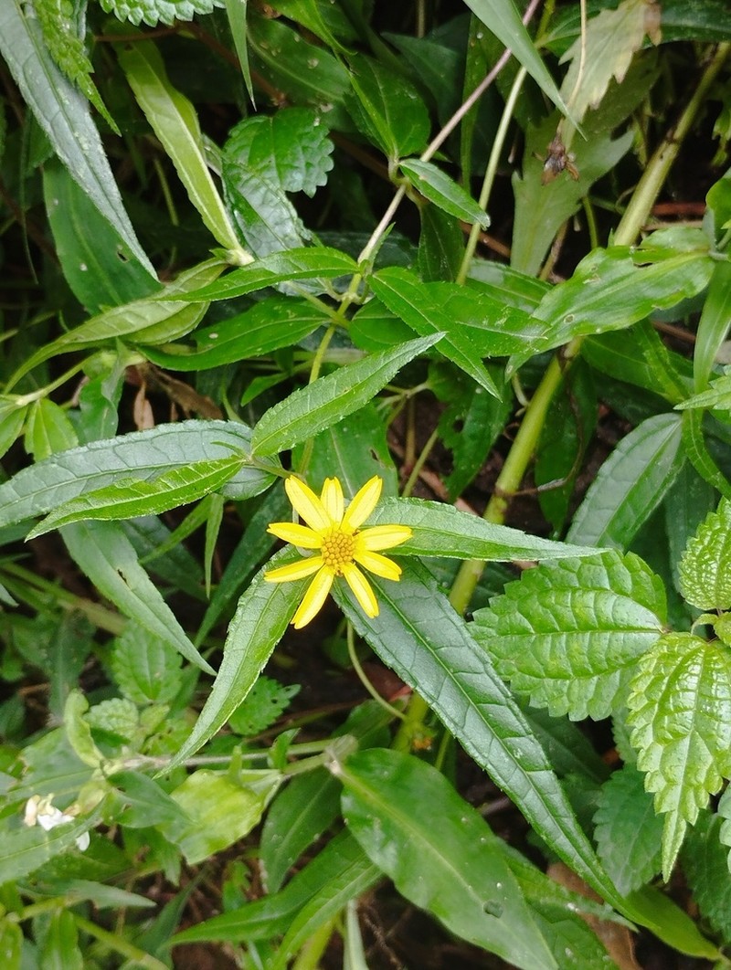 Wedelia monantha