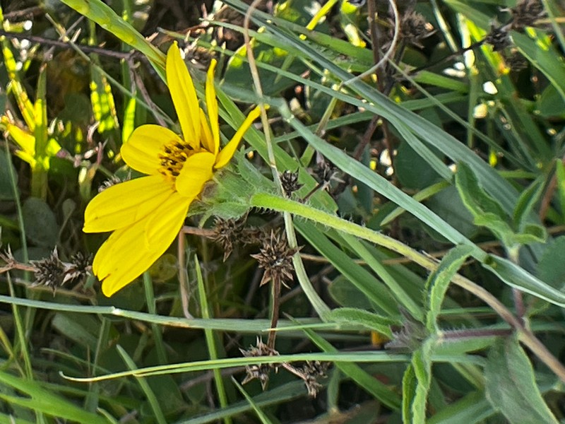 Wedelia montevidensis photo 2