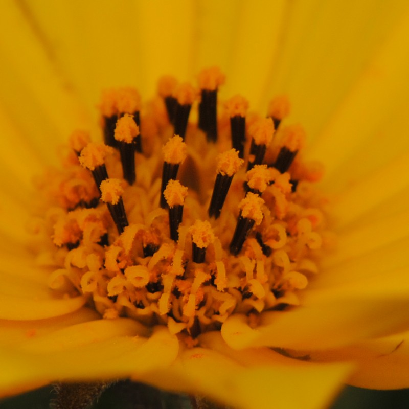 Wedelia montevidensis
