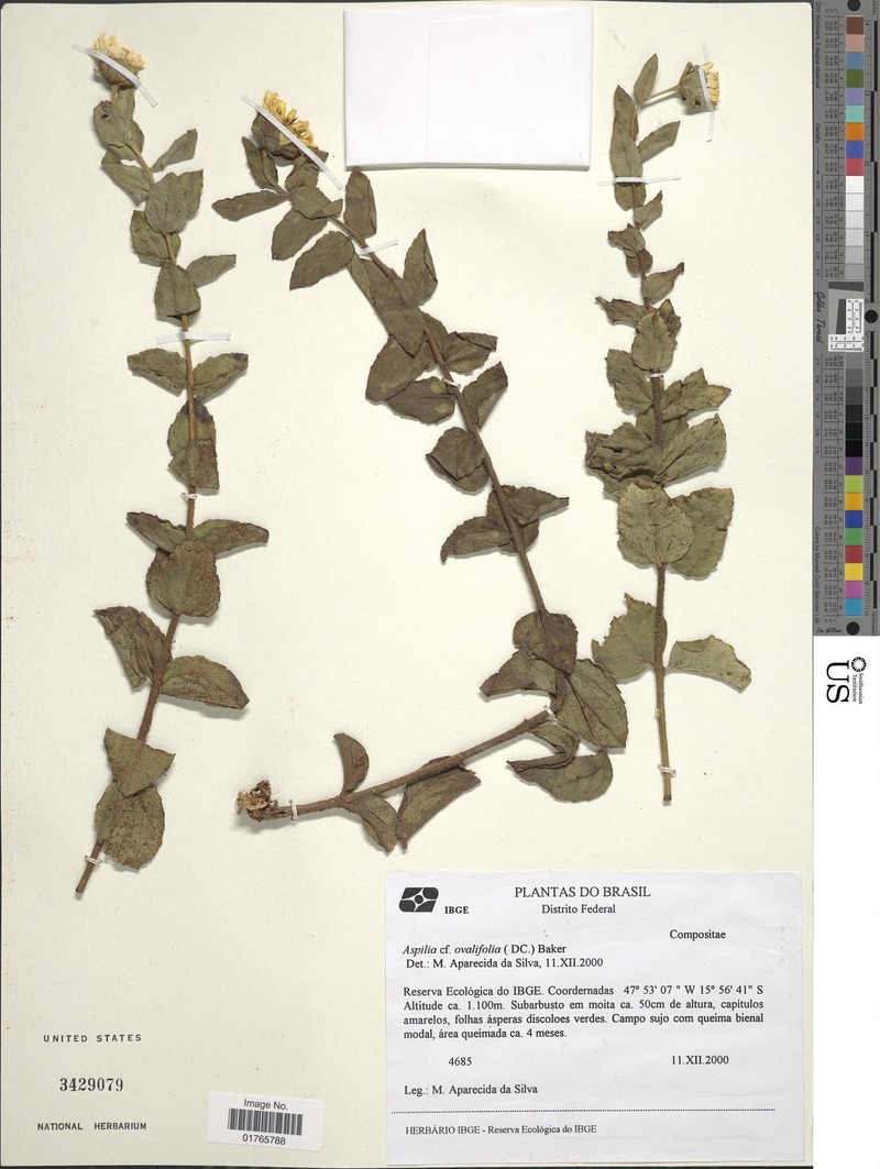 Wedelia ovalifolia