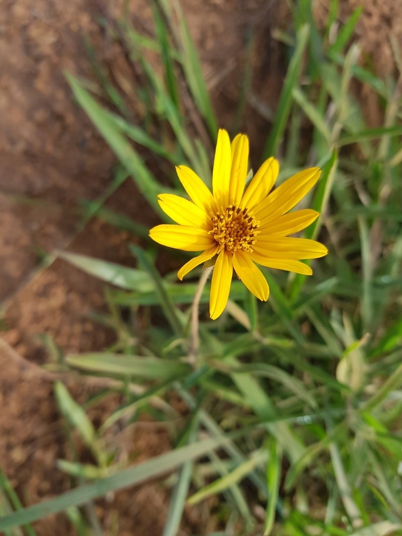 Wedelia pascalioides