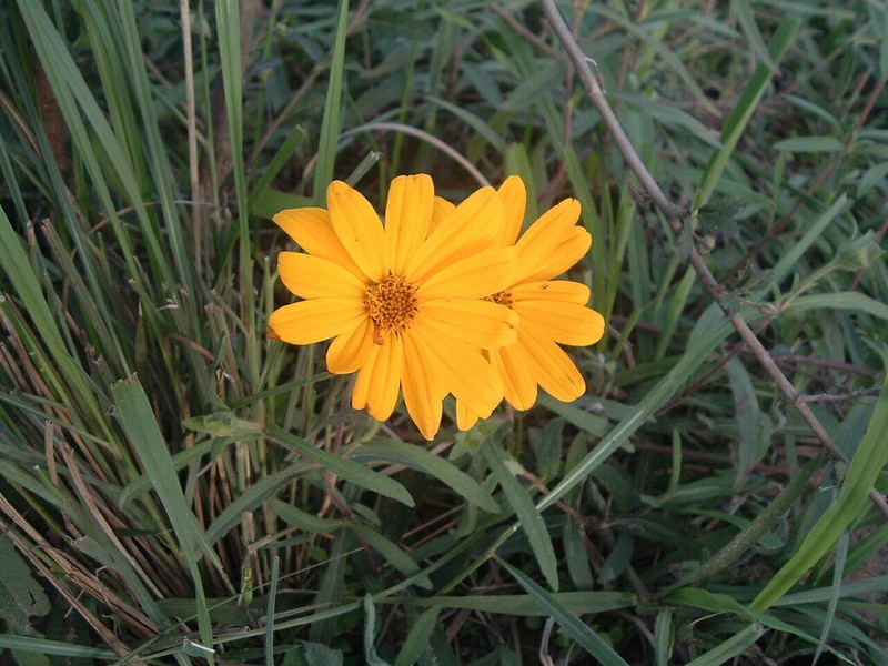 Wedelia pascalioides photo 2