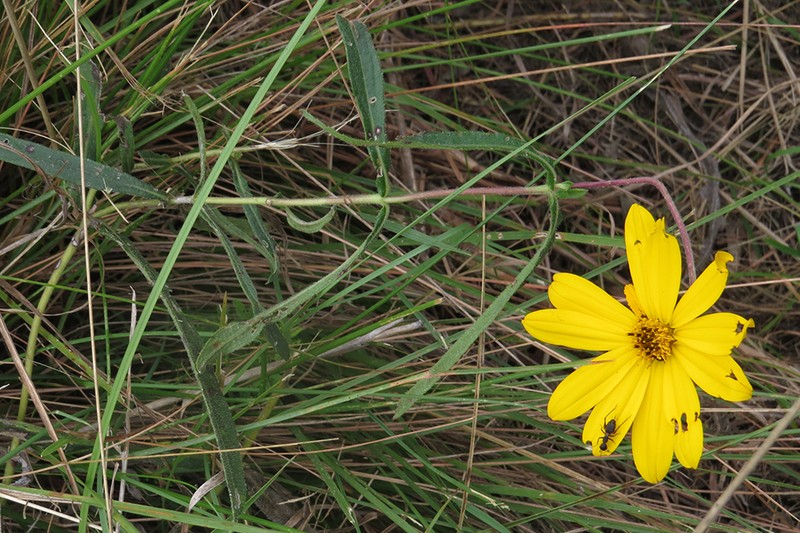 Wedelia pascalioides photo 3