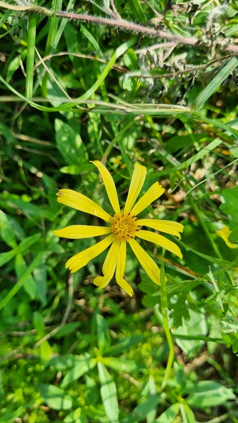 Wedelia pascalioides photo 4