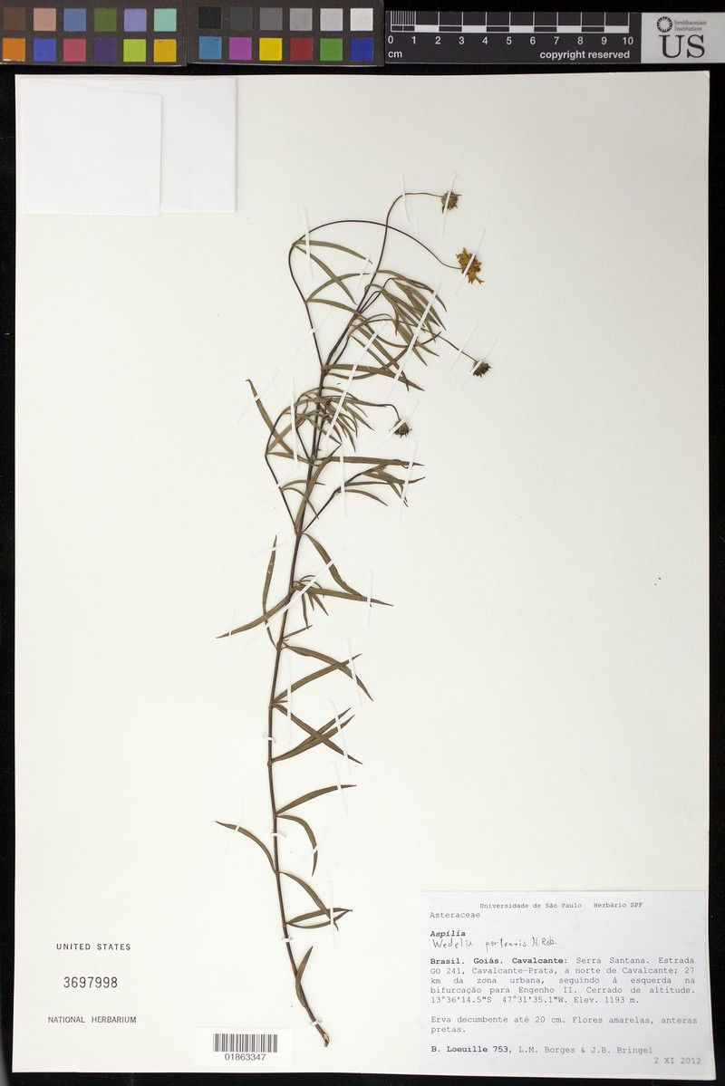 Wedelia pertenuis