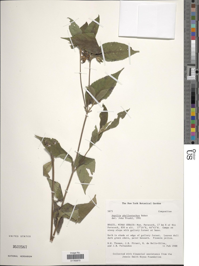 Wedelia phyllostachya