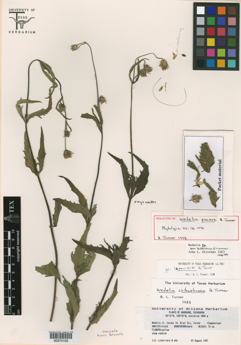 Wedelia pimana