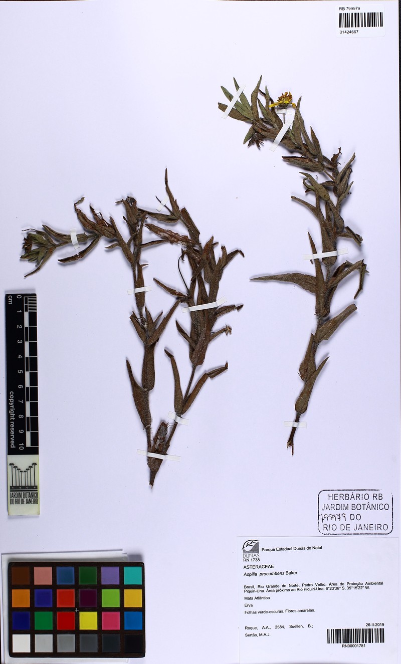 Wedelia procumbens
