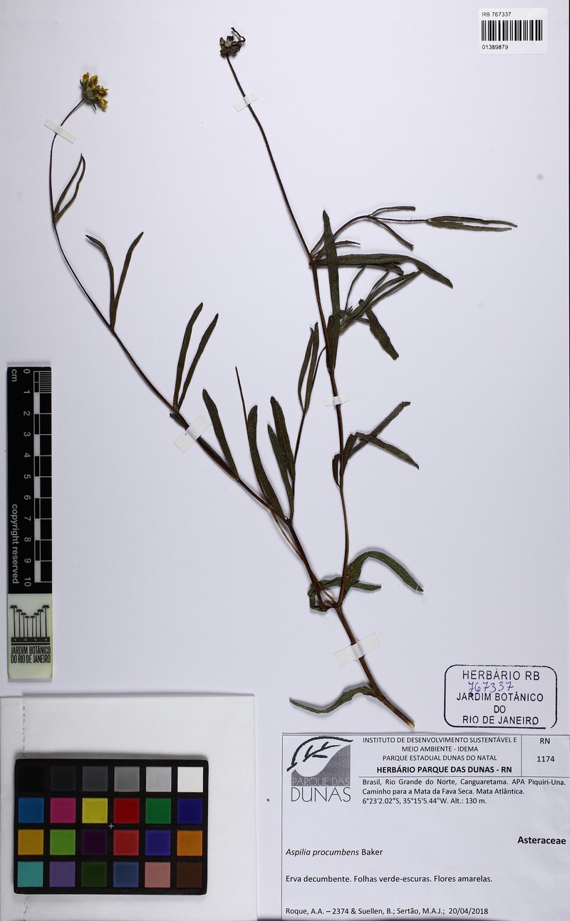 Wedelia procumbens photo 2