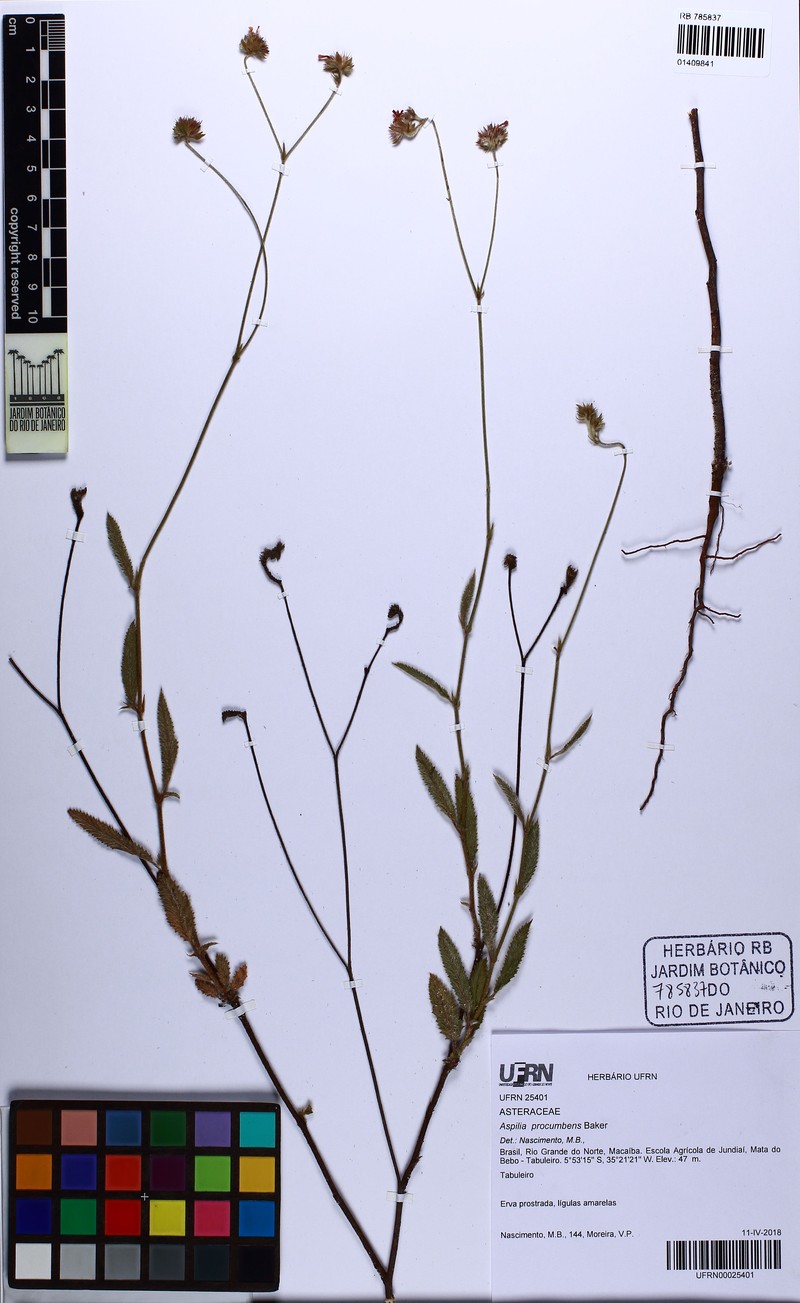 Wedelia procumbens photo 3