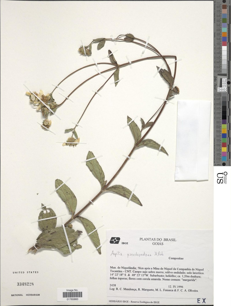Wedelia pseudoyedaea