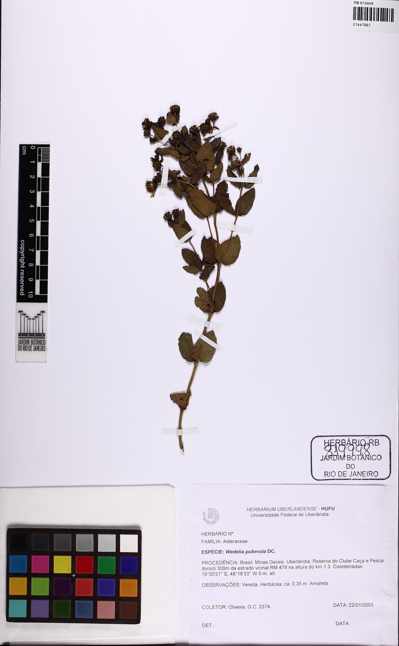 Wedelia puberula