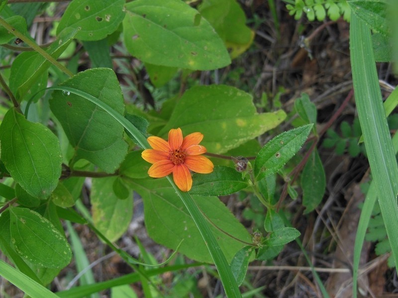 Wedelia purpurea