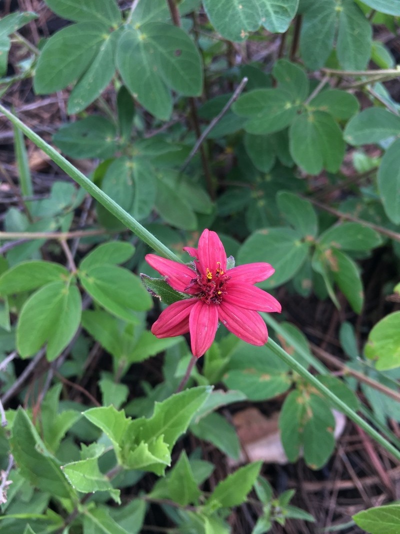 Wedelia purpurea photo 2