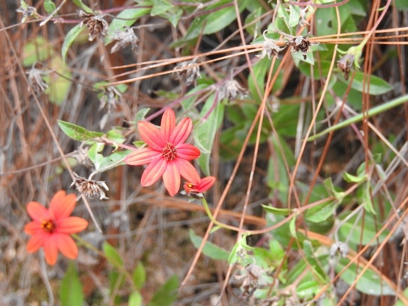 Wedelia purpurea photo 3