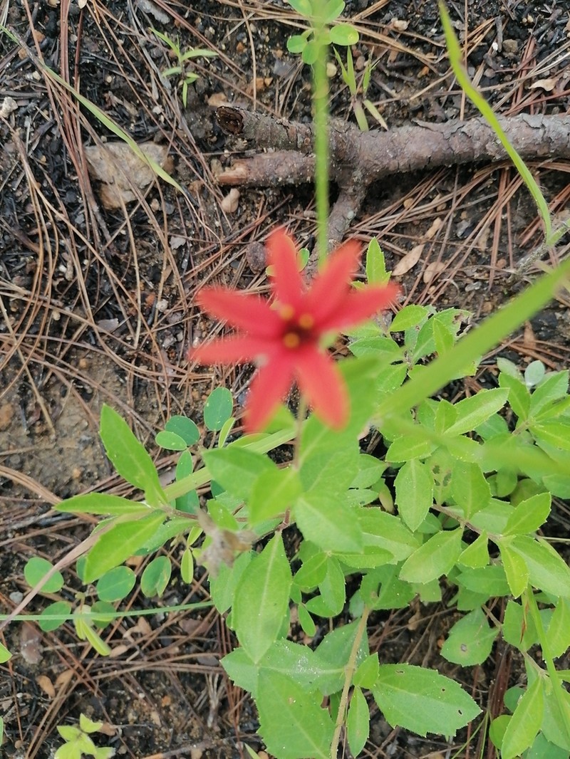Wedelia purpurea photo 4