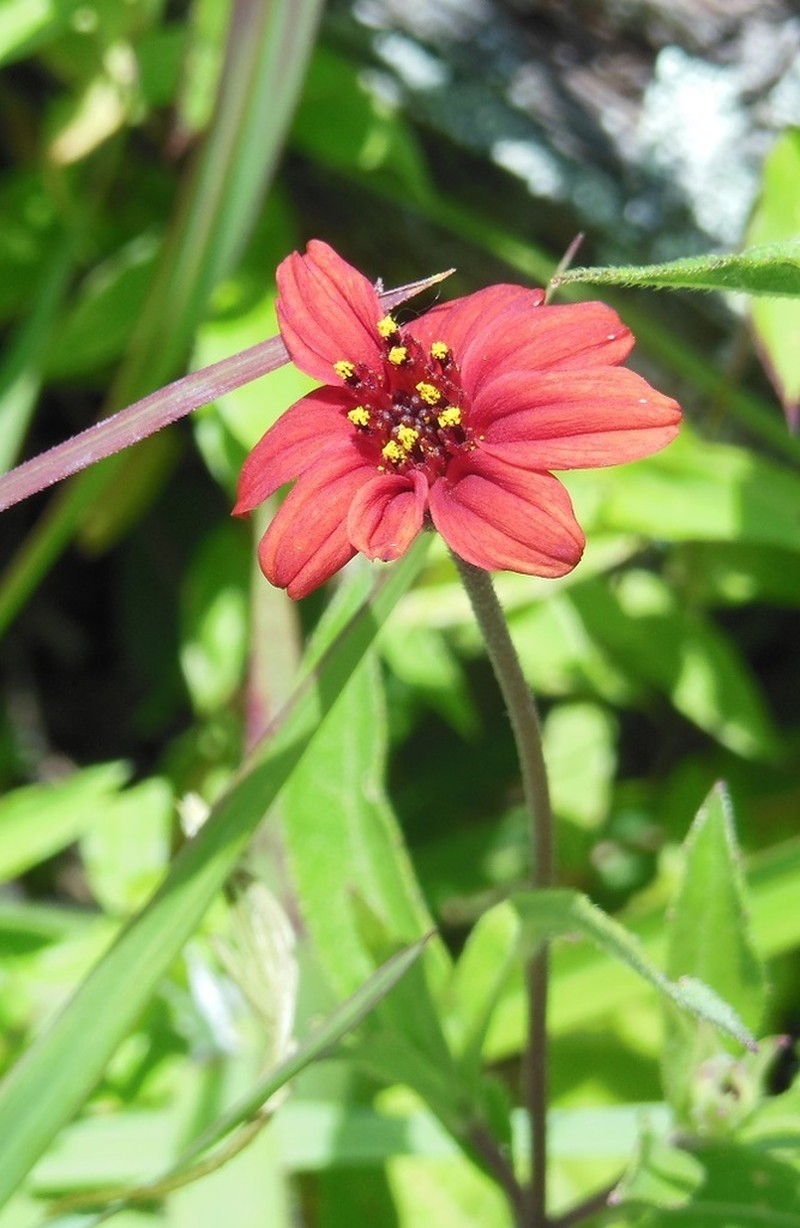 Wedelia purpurea photo 5