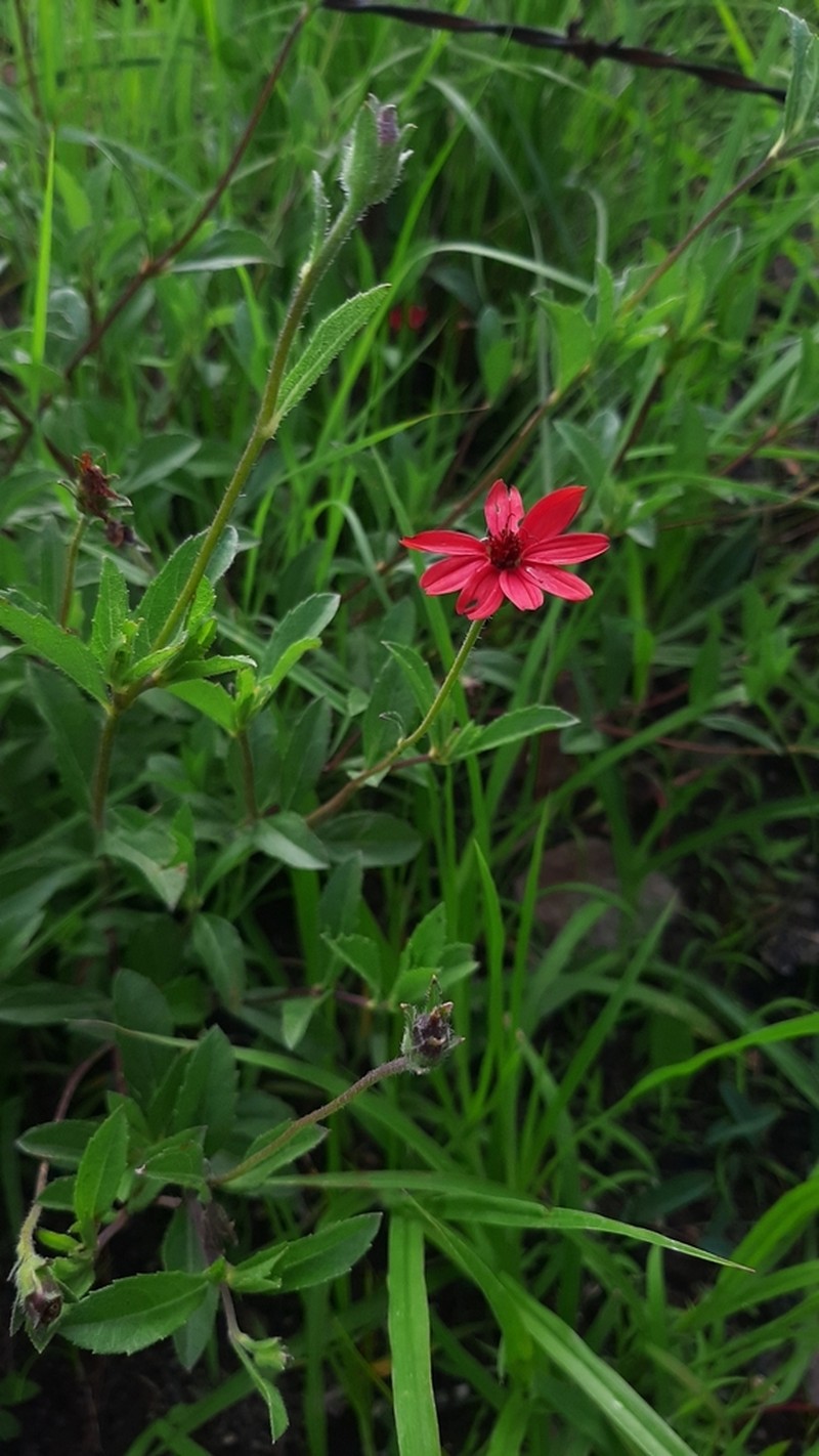 Wedelia purpurea photo 6