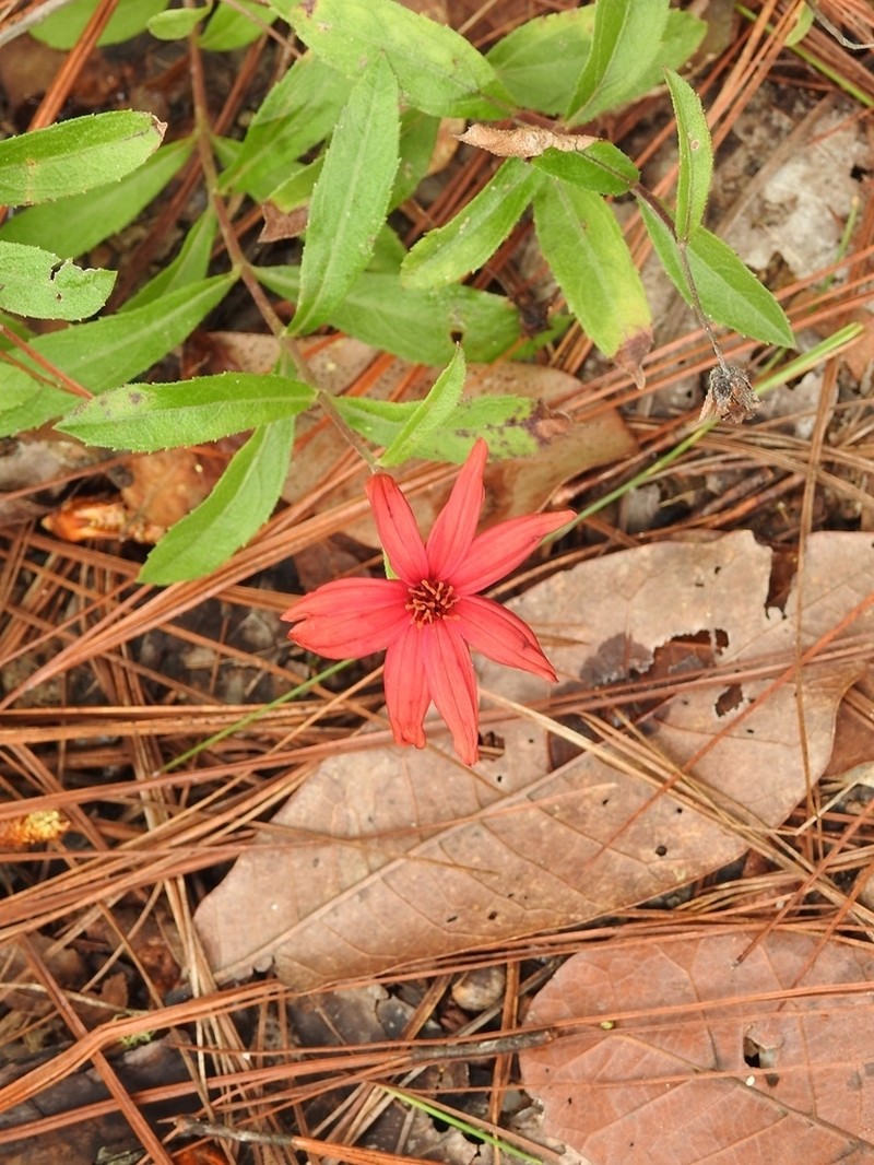 Wedelia purpurea photo 7