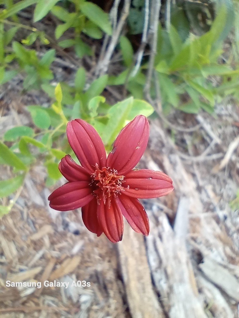 Wedelia purpurea photo 8