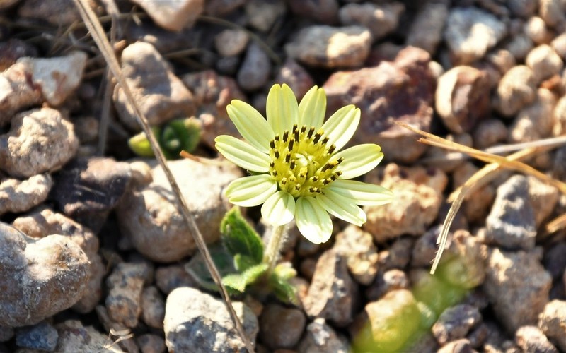 Wedelia reflexa