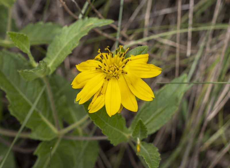 Wedelia reflexa photo 2