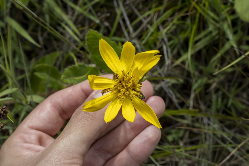 Wedelia reflexa photo 3