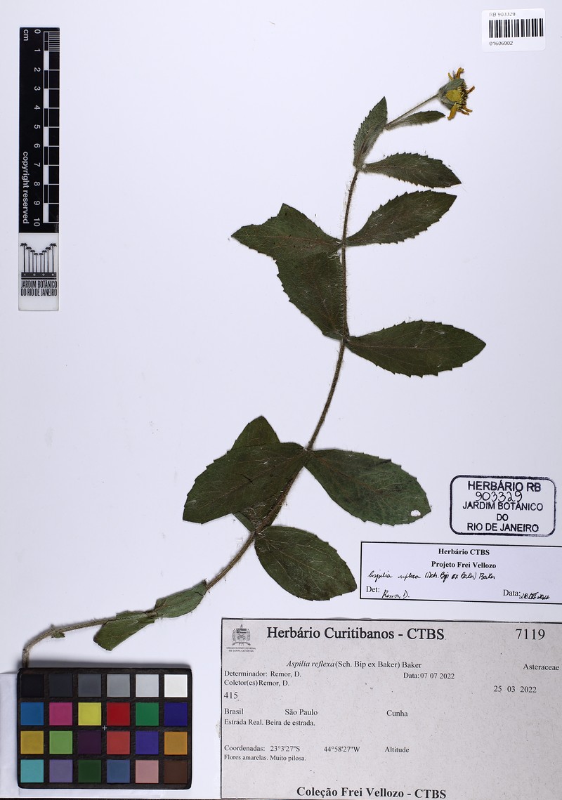 Wedelia reflexa photo 5