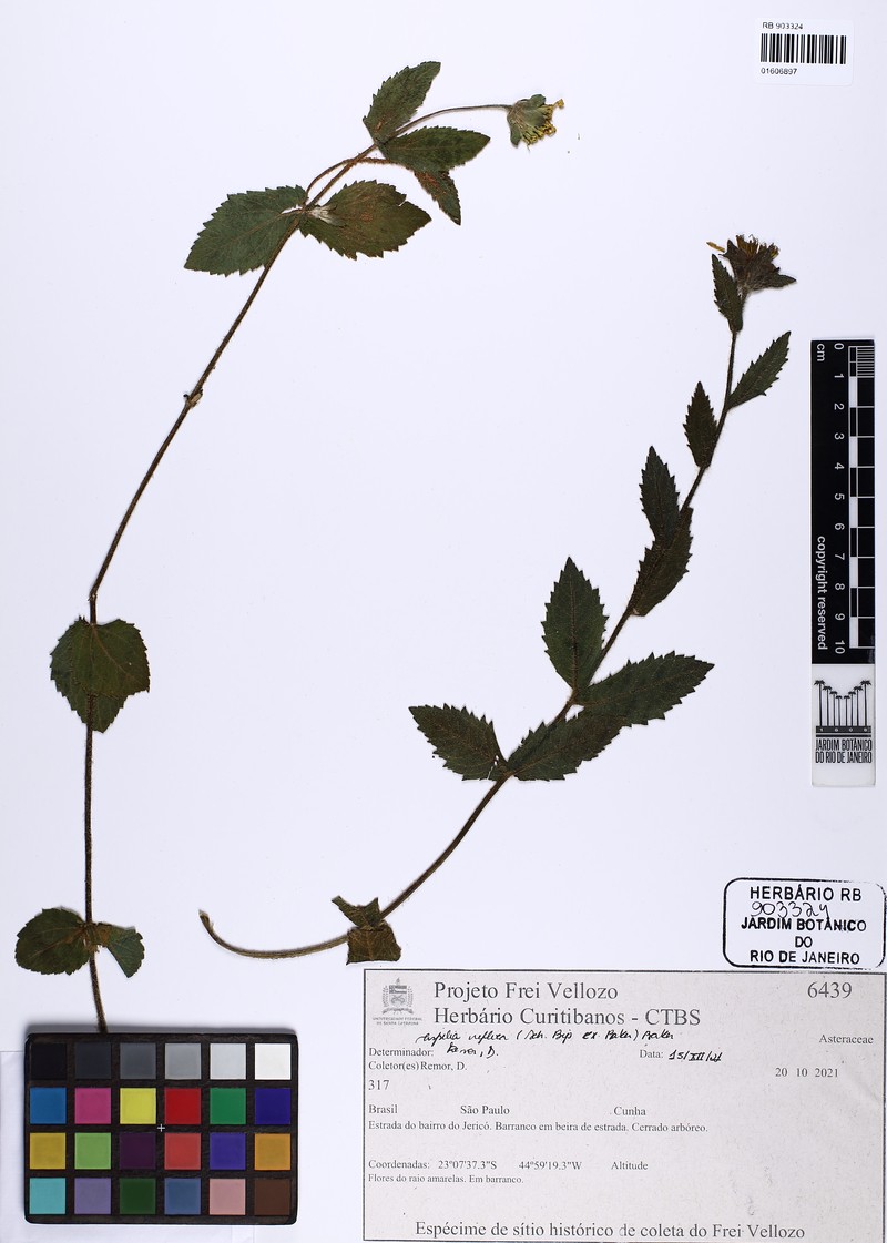 Wedelia reflexa photo 6