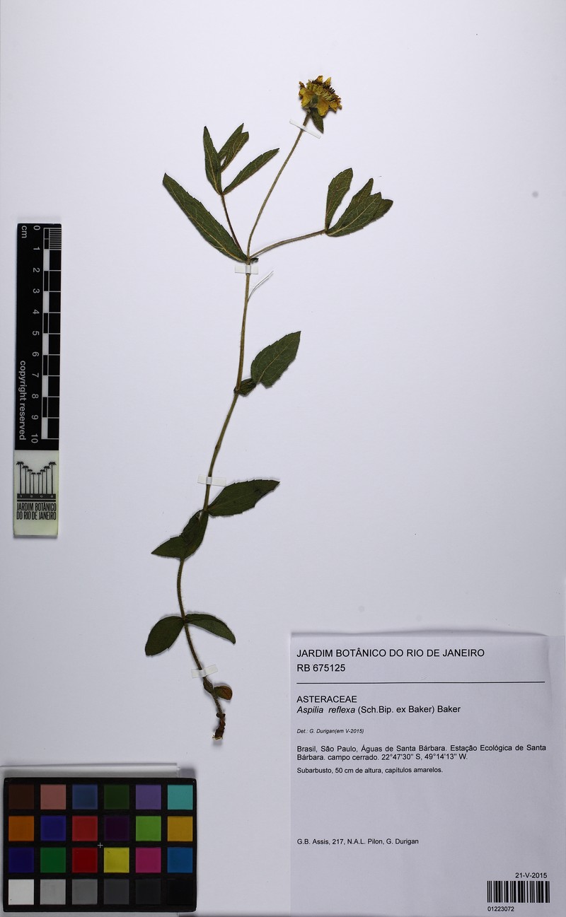 Wedelia reflexa photo 7